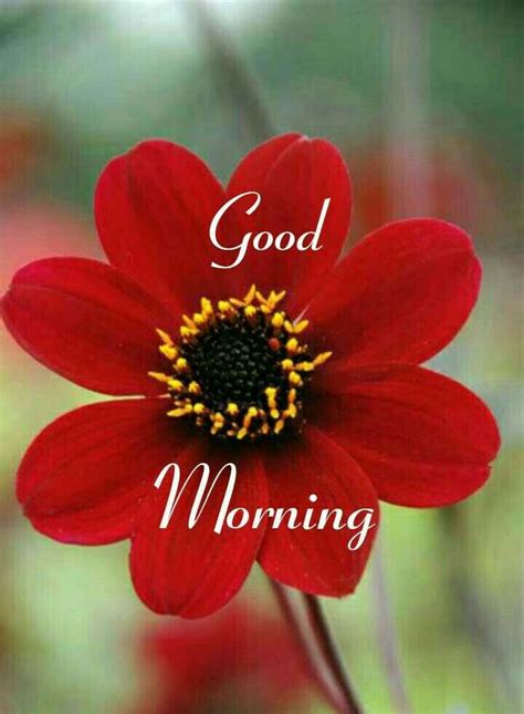 A Red Flower With The Words Good Morning On It