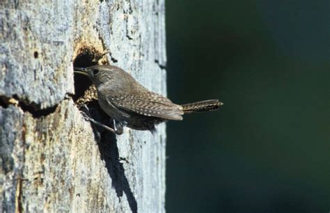 Cavity Nesters Birds That Use Holes In Trees Donna L Long