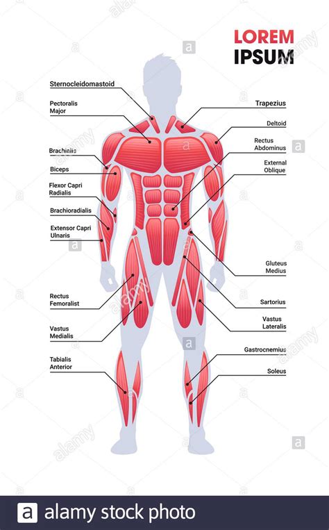 Jul 08, 2021 · meet your detailed blueprint of how to build huge arms. Arm Muscles Map / Vein Maps Next Distro : 728 x 555 png ...