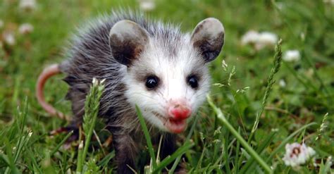 What Is A Baby Possum And 4 More Amazing Facts
