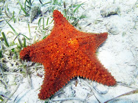 Oreaster Reticulatus Reticulated Starfish Bahamas Flickr
