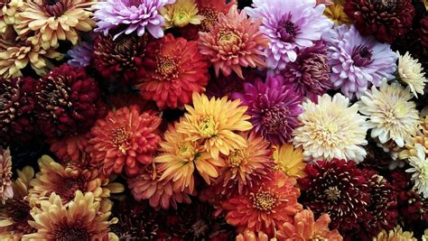 Growing Chrysanthemum How To Plant And Care For Beautiful Mums