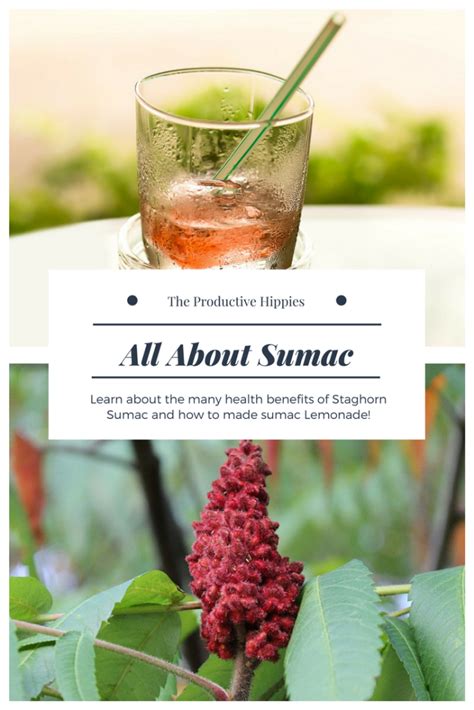 All About Sumac The Productive Hippies