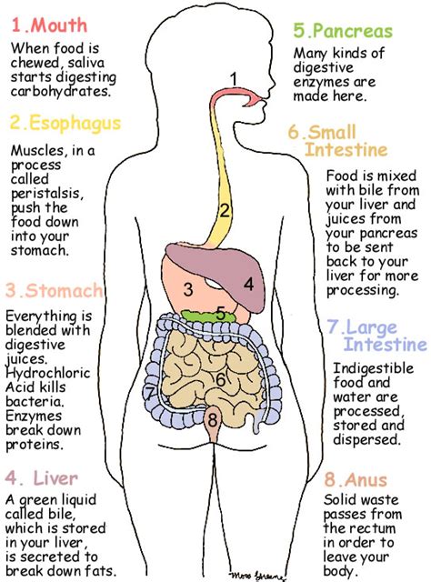 That yummy pizza or chicken nugget goes on a trip that is more than 30 feet long through your digestive system. Human Digestive System Diagram And Food Digestion | Safe ...