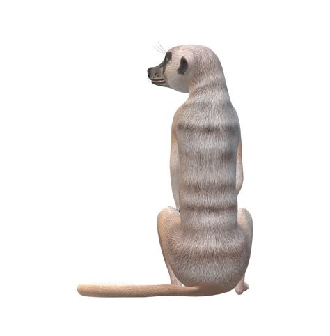 Free Meerkat Isolated On A Transparent Background 23556627 Png With