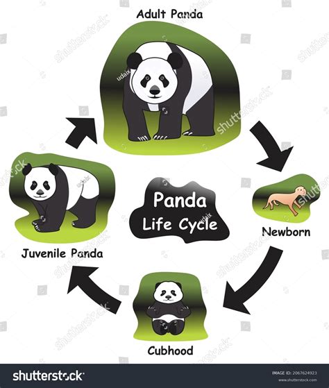 360 Bear Life Cycle Images Stock Photos And Vectors Shutterstock