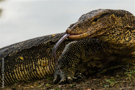 Massive Asian Water Monitor Lizard Spotted In Lumpini Park In Bangkok