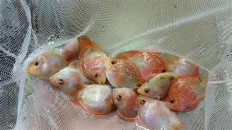Golden Red Pearl Parrot Cichlid Fry Parrot Fish Fish For Sale Fish