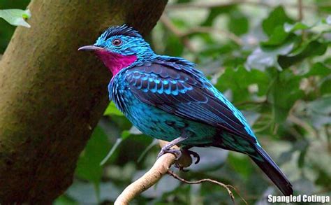 🦜 Colorful Birds 26 Most Beautiful Birds Biology Explorer