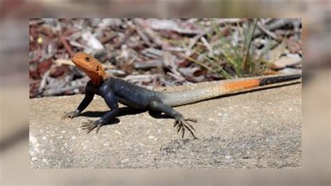 These Colorful And Invasive Lizards Are Calling Florida Home Nbc2 News