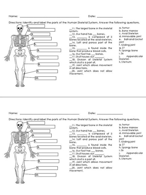 Appendicular Skeleton Worksheet Answers Skeletal System Quiz Skeleton