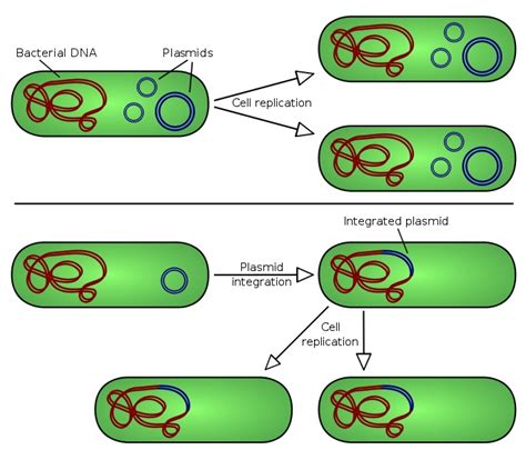 Difference Between Plasmid And Cosmid Lasopabig