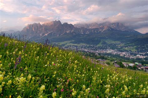 Cortina Wildflowers Cortina Dampezzo Italy Mountain Photography