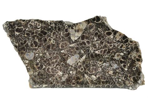 51 Polished Fossil Turritella Agate Section Wyoming For Sale