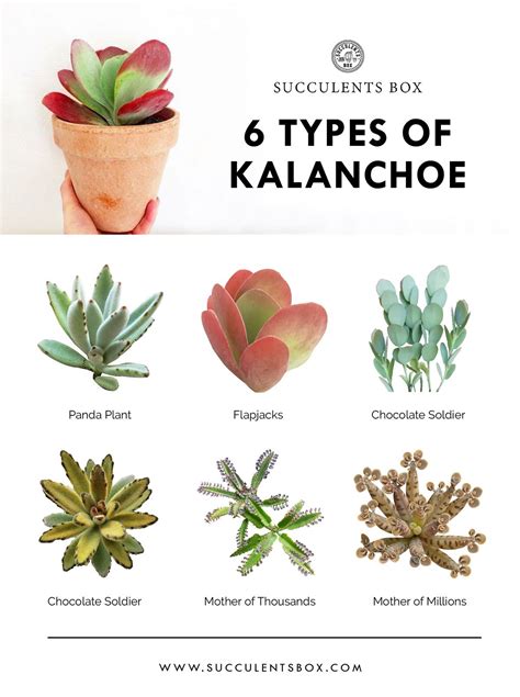 Popular Types Of Kalanchoe Succulent Gardening Succulent Terrarium