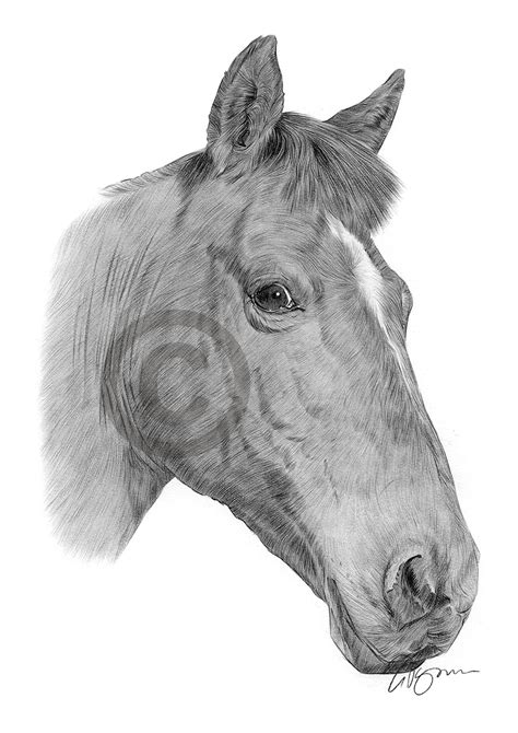 Pencil Drawing Of A Chestnut Horse By Uk Artist Gary Tymon