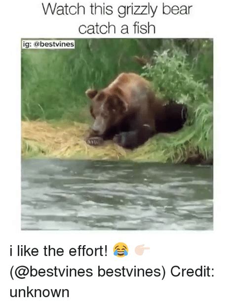 19 Hilarious Grizzly Bear Meme Images And Pictures Memesboy