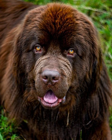 15 Amazing Facts About Newfoundland Dogs You Probably Never Knew