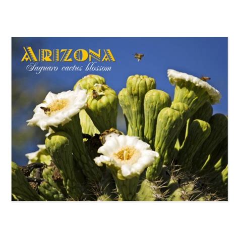 Arizona State Flower Saguaro Cactus Blossom Postcard Zazzle
