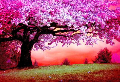Beautiful Pink Tree Wallpaper
