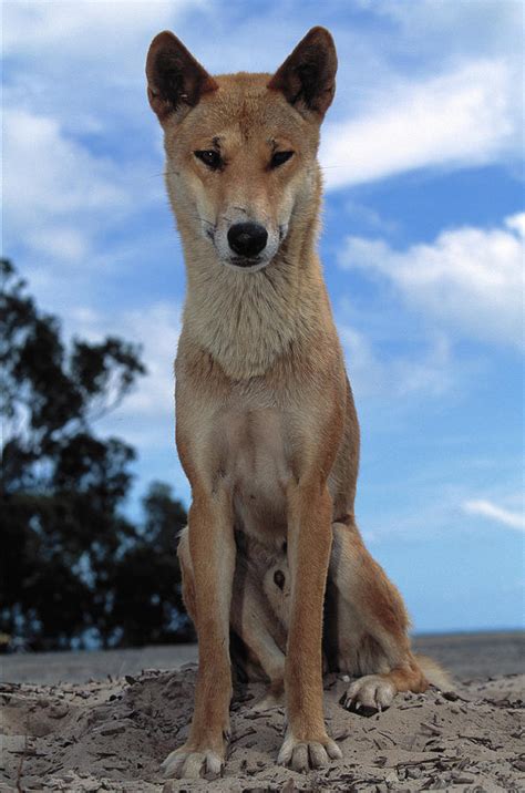 Dingo Sitting Canis Familiaris Dingo Photograph By Nhpa Fine Art America
