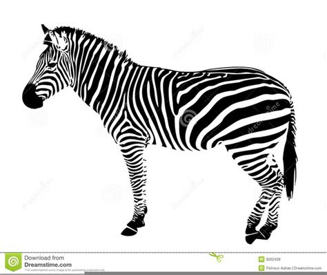 Zebra Stripes Clipart Free Free Images At Vector Clip Art
