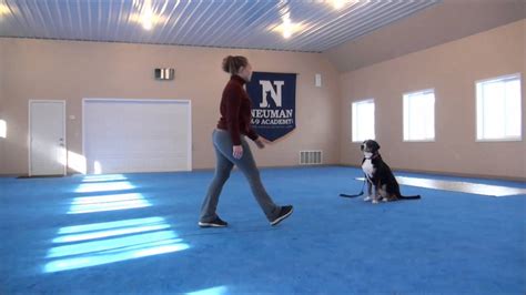 Charlotte Greater Swiss Mountain Dog Boot Camp Dog Training Video