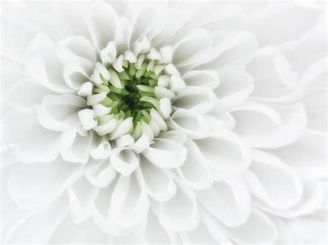 Close Up Photography Of White Petaled Flower Hd Wallpaper Wallpaper Flare