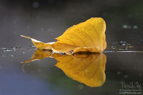 Floating Leaf Seattle Arboretum Living Wilderness Nature Photography