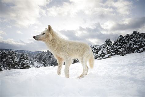 Wonderful Images And Photos Of Arctic Wolves By Nature Photographer