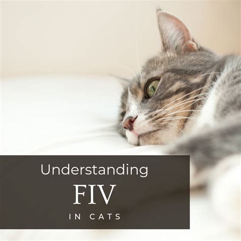 Feline Immunodeficiency Virus Fiv In Cats Pethelpful