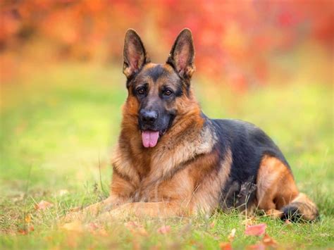 Black And Red German Shepherds Stunning Colors And Remarkable Traits