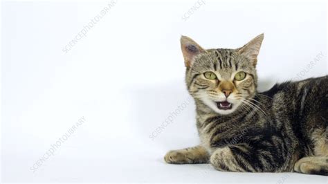 Brown Tabby Cat Meowing In Studio Slo Mo Stock Video Clip K009