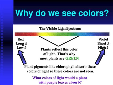 Ppt Photosynthesis Powerpoint Presentation Free Download Id5702335