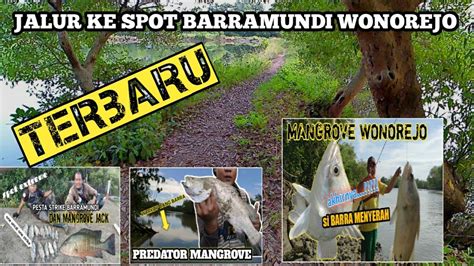 Rute Jalan Terbaru Menuju Spot Barramundi Mangrove Wonorejo Youtube