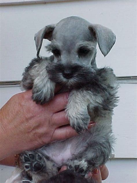 I do not inbreed my puppy prices varies, depending on size, color and type of coat. 33 best images about Schnauzer Parti Colored on Pinterest ...