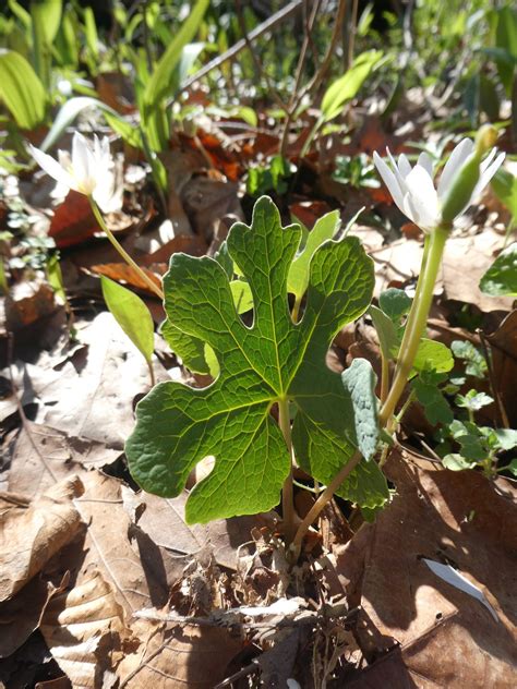 Plant Of The Week 1 Bloodroot Sanguinaria Canadensis — Native Plant