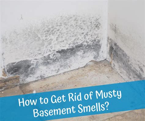 A Musty Smell In Your Basement Is Typically Caused By Mildew Or Mold