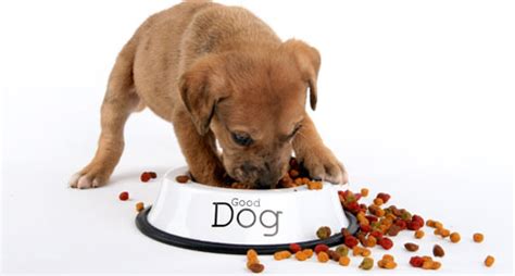 Check spelling or type a new query. Best Dry Dog Food | Dog.DogLuxuryBeds.com