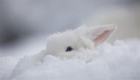 Little White Bunny In The Snow Stock Photo Download Image Now Istock