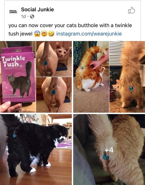 SOcial Junkie Id You Can Now Cover Your Cats Butthole With A Twinkle