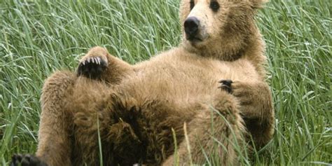 The Sex Lives Of Bears Newstalk