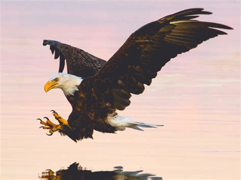 Bald Eagle With Its Talons Exposed As It Prepares To Grab Something Out
