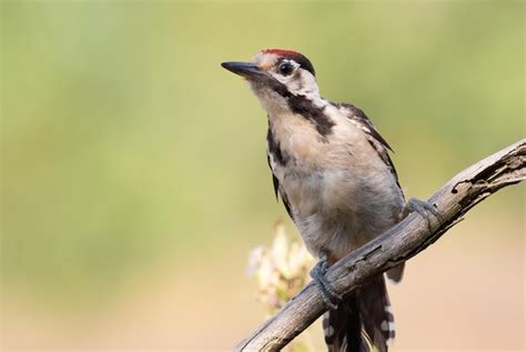 Premium Photo Syrian Woodpecker Dendrocopos Syriacus A Bird Sits On A