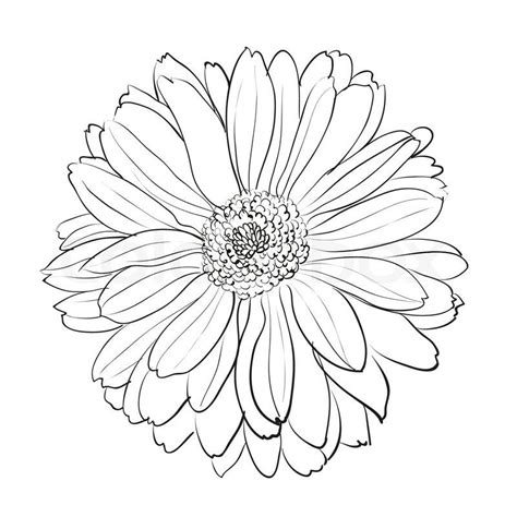 White Chrysanthemum Drawing Chrysanthemum Flower On White Crisantemo