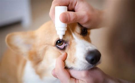 Best Eye Drops For Dogs For Allergies Infections Conjunctivitis