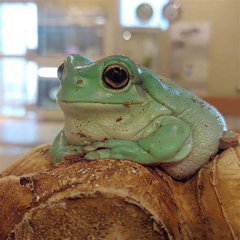 Whites Tree Frog Care Guide Habitat Setup Diet And More