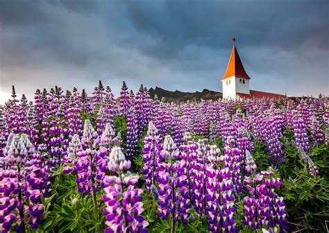 In Eastern Iceland Blue Nootka Lupine Are Spreading Beyond Control
