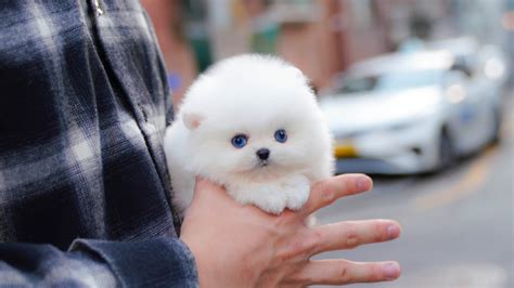 Teacup White Pomeranian Has Blue Eyes │ Miniteacuppuppy Youtube