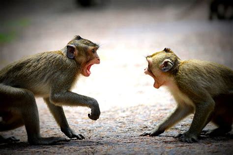Monkey Fight Stock Photos Pictures And Royalty Free Images Istock